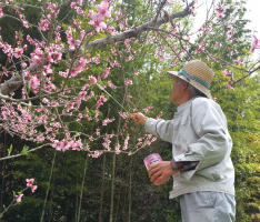 桃太郎農園について画像04