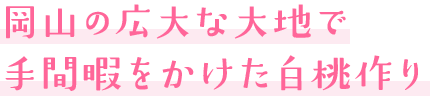 岡山の広大な大地で手間暇をかけた白桃作り